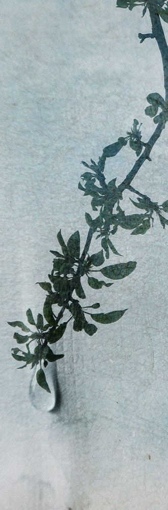 Hintsanen Päivi: Lacrimosa iaponicus I - Pienet vedokset - T11060 - 1