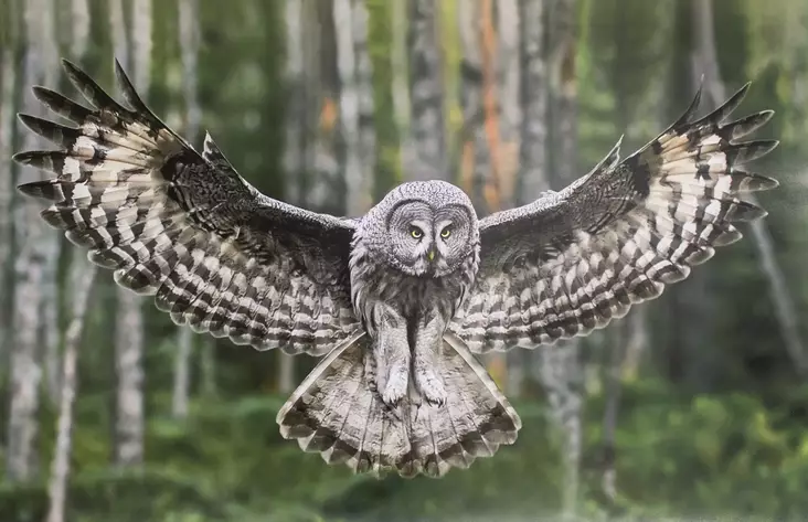 Luhta Jorma: Valokuva 2 - Keskisuuret vedokset - t7800 - 1