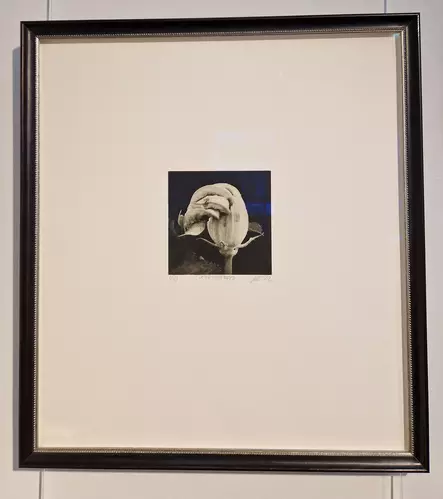 Laakso Juha: Cucurbita pepo - Pienet vedokset - T11661 - 2