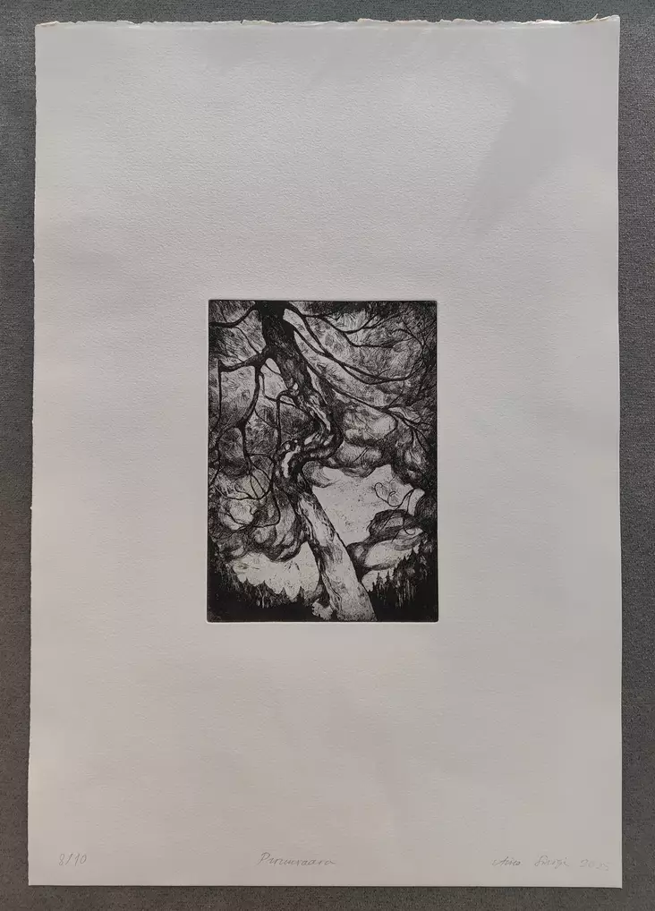 Sinioja Aino: Pirunvaara - Pienet vedokset - t12392 - 1