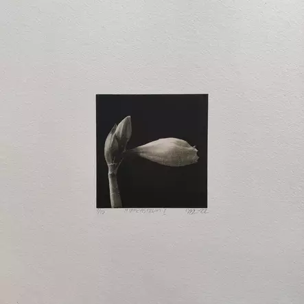 Laakso Juha: Hippeastrum I - Pienet vedokset - T11663 - 1