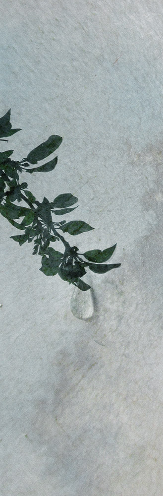 Hintsanen Päivi: Lacrimosa iaponicus III - Pienet vedokset - T11063 - 1