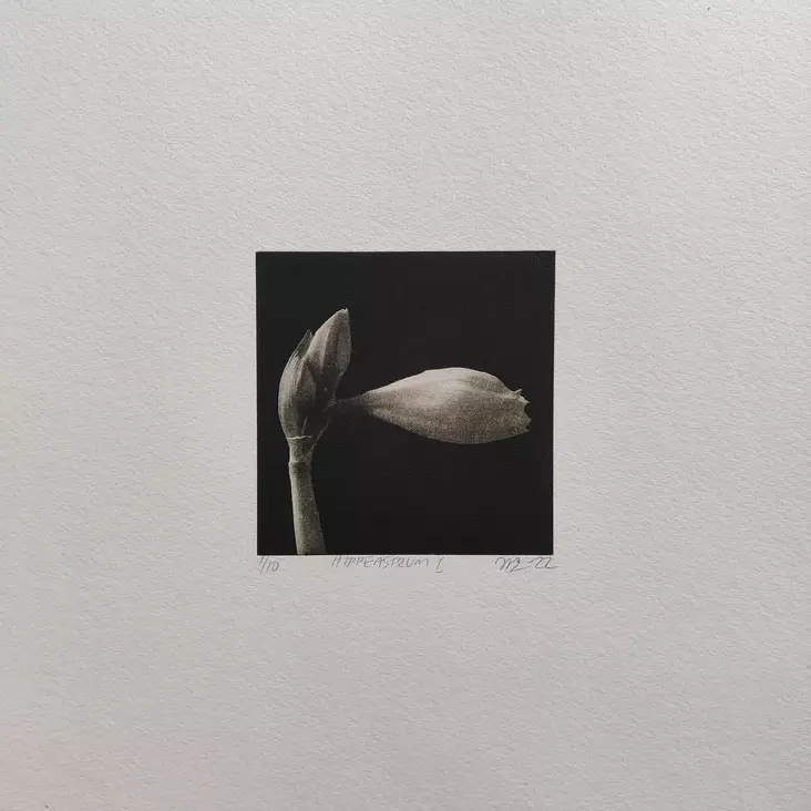 Laakso Juha: Hippeastrum I - Pienet vedokset - T11663 - 1