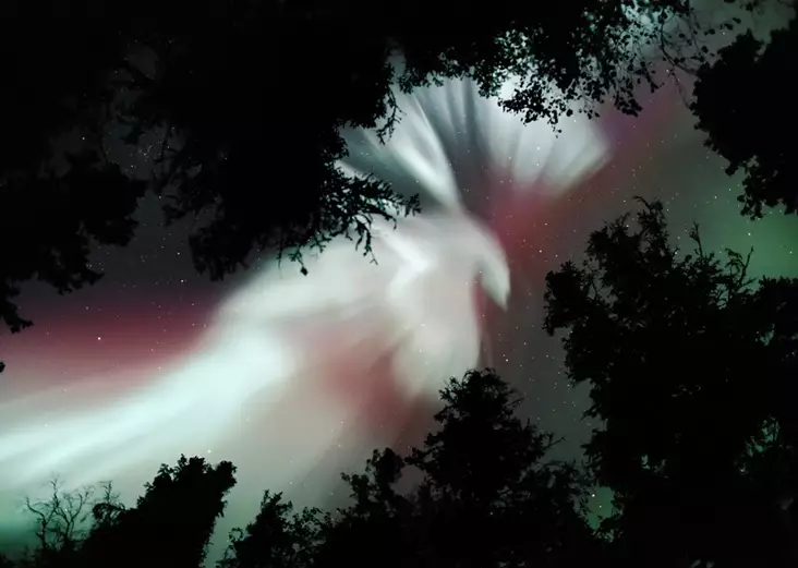 Luhta Jorma: Kruunu 2. (kyyhky) - Keskisuuret vedokset - T7773 - 1