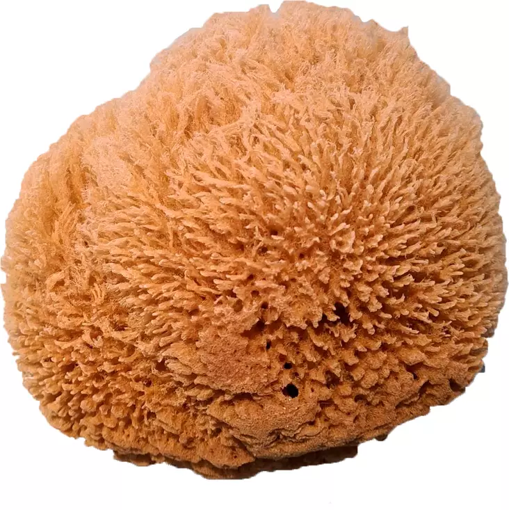 Luonnonsieni iso - Maalaustarvikkeet - 2005 - 2