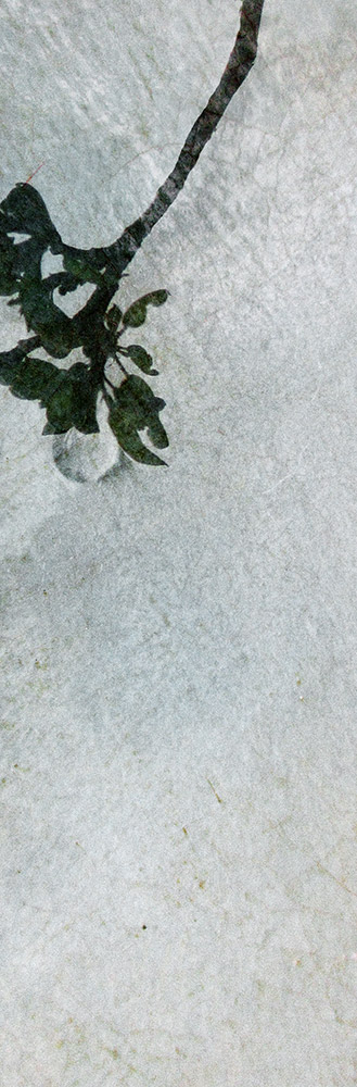 Hintsanen Päivi: Lacrimosa iaponicus IV - Pienet vedokset - T11066 - 1