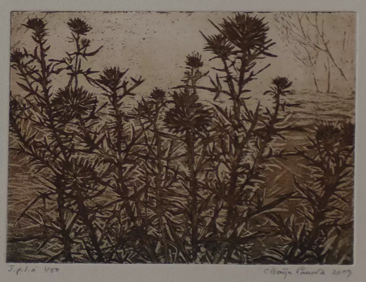 Paavola Maija: Ohdake - Pienet vedokset - t6516 - 1