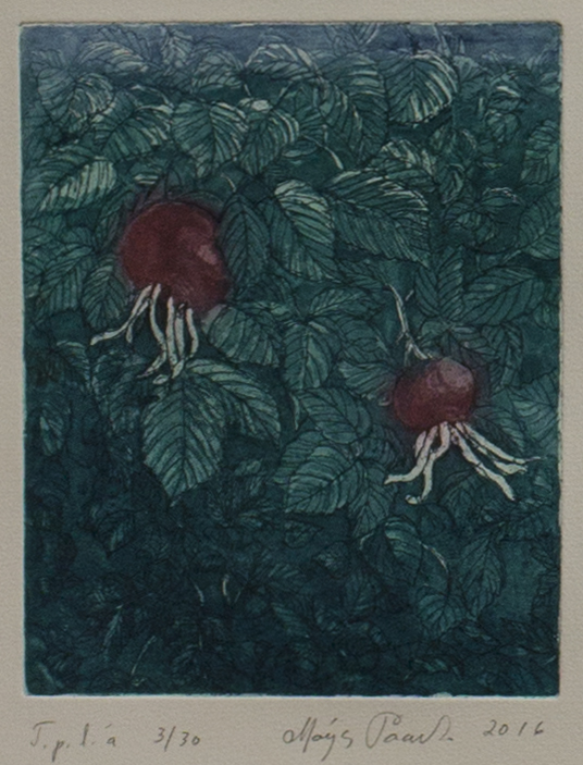 Paavola Maija: Ruusunmarja - Pienet vedokset - t9866 - 1