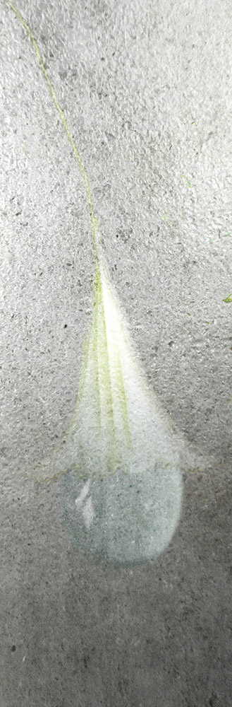 Hintsanen Päivi: Kastekello - Pienet vedokset - t11067 - 1