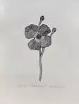 Nissilä Reetta: Silkkiunikko - Pienet vedokset - t12418 - 1
