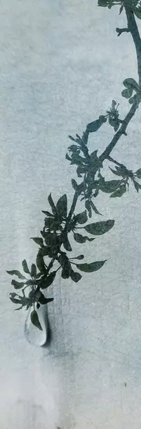 Hintsanen Päivi: Lacrimosa iaponicus I - Pienet vedokset - T11059 - 1